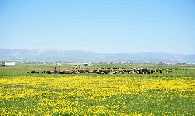 Muş'ta 40 bin TL'ye çoban bulunamıyor