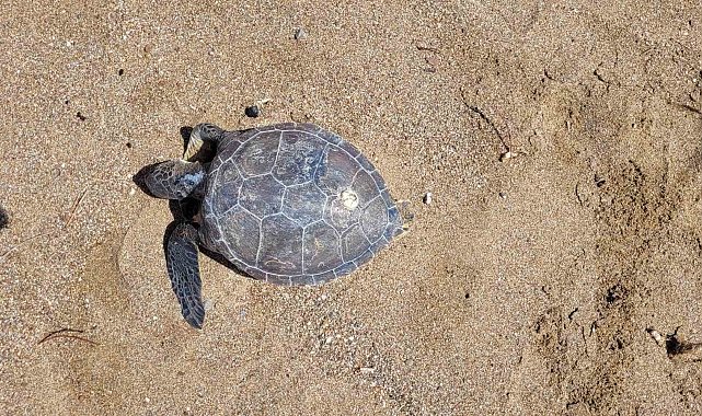 Nesli tükenme tehlikesi altındaki yeşil deniz kaplumbağası ölü bulundu
