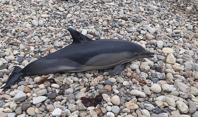 Ordu'da ölü yunus balığı sahile vurdu