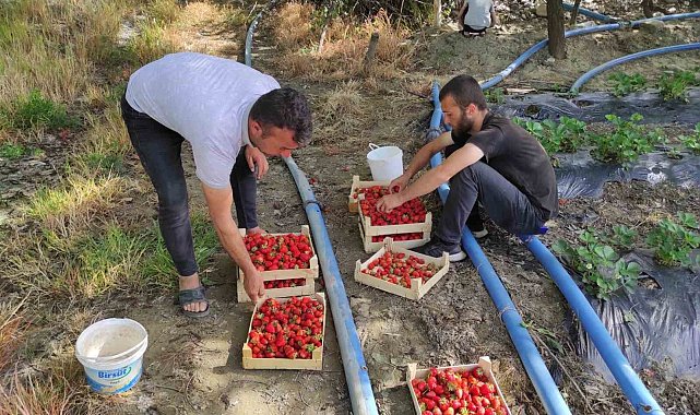 Organik Sason çileğinde yılın ilk hasadı bereketli başladı