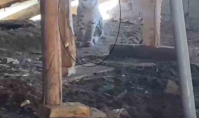 Ormanın hayaleti bu sefer çatı arasında görüntülendi