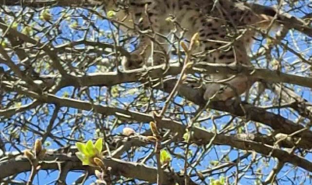 Ormanın hayaletiydi, itibarı beş paralık oldu