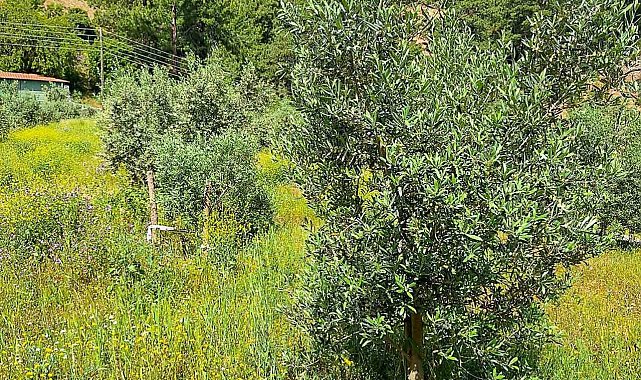 Ortaca'da zeytin bahçelerinde zararlılar tespit edildi