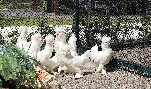 Pursaklar Belediyesi'nden gelecek nesillere miras