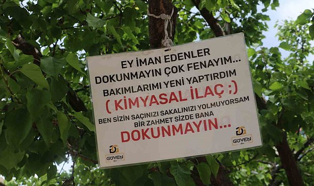 "Babam çekirdeğinden büyüttü" dediği ağaca öyle bir not astı ki gören 2 kez düşündü