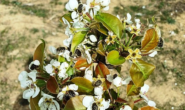 "Baklazınnı" zararlısına karşı biyoteknik mücadele uyarısı