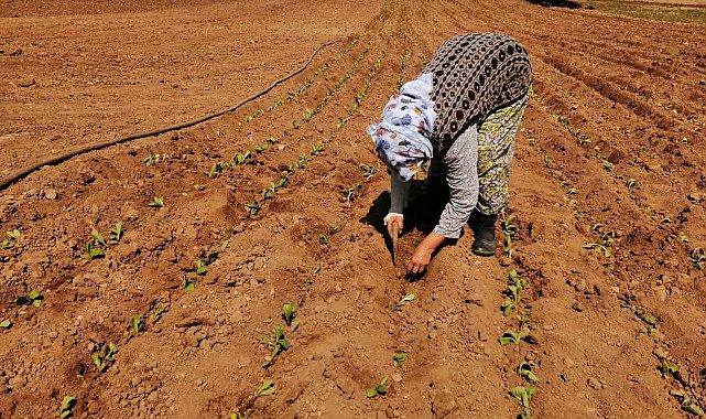 Salihli'de tütün dikimi başladı