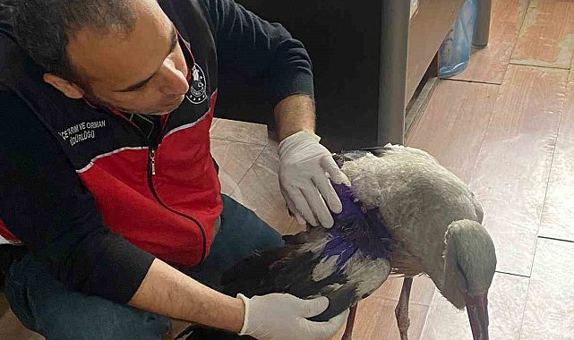 Samandağ'da yaralı leylek tedavi altına alındı