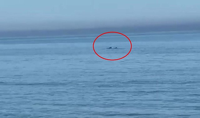 Samsun sahilinde yüzen yunuslar görüntülendi