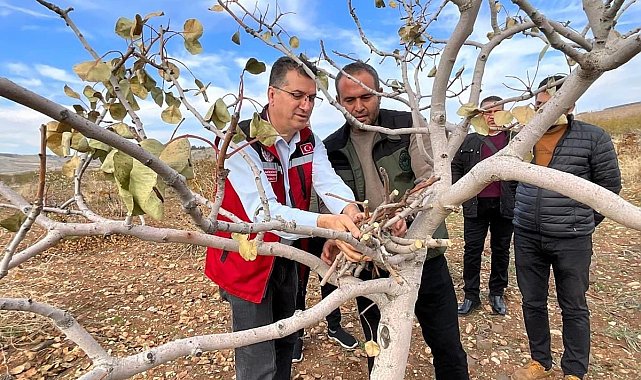 Şanlıurfa'da "yeşil altın" için ilaçlama uyarısı