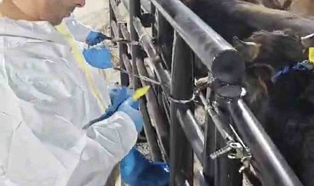 ŞAP hastası 29 hayvan Elazığ'da yakalandı, sahibine 199 bin lira ceza kesildi