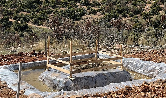 Şaphane'de Çam Kese Böceği ile mücadele