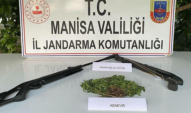 Sarıgöl'de Hint keneviri yetiştiren 3 kişi yakalandı