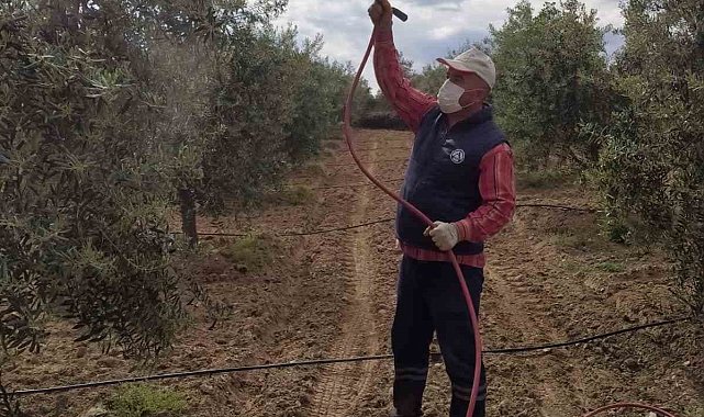 Sarıgöl'de zeytinde pamuklu bit ile mücadeleye başlandı