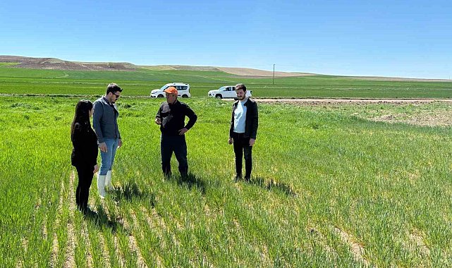 Şefaatli'de ekili alanlar kontrol edildi