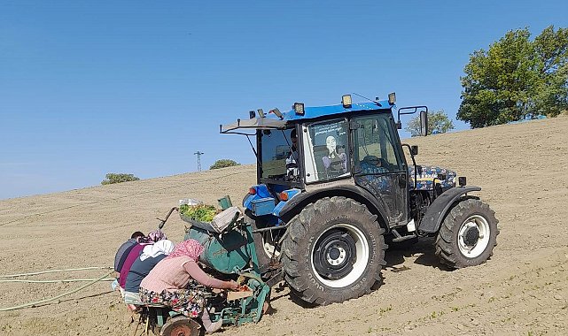 Selendi'de tütün dikimleri başladı