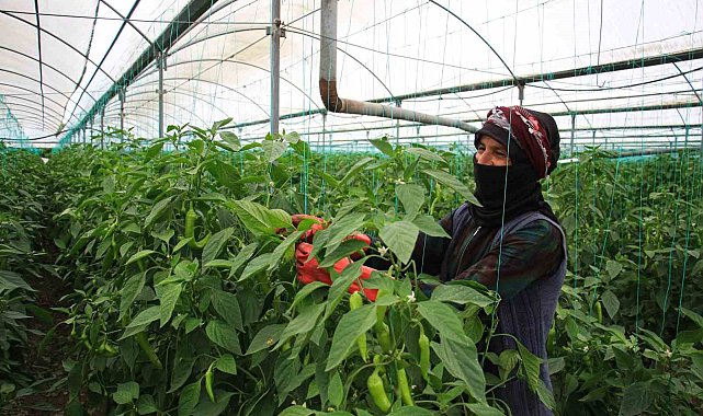 Seralarda sıcak havada zorlu hasat