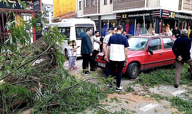 Seyir halindeki otomobilin üzerine ağaç devrildi