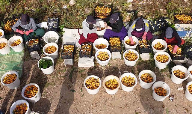 Sıcaklar etkiledi yenidünyada hasat erken başladı: Fiyatı üreticisini sevindirdi