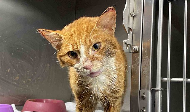 Şiddet uygulanarak çenesi kırılan kedinin tedavisi sürüyor