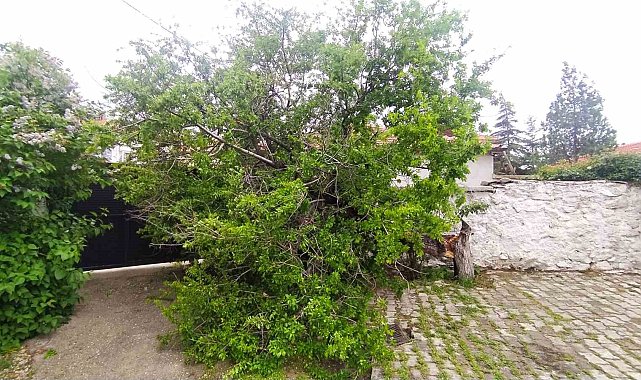 Şiddetli rüzgar Yunak'ta ağacı devirdi