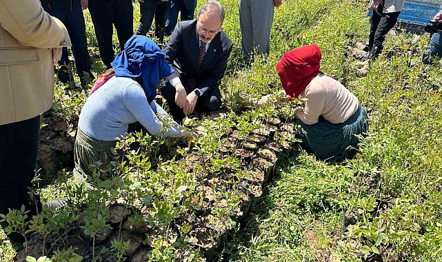 Siirt&#039;te 125 bin adet fıstık fidanı törenle dağıtıldı