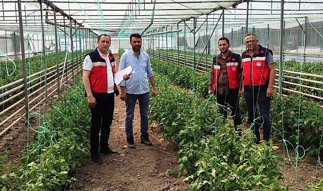 Simav'da yeni seraların tespitleri ve ürün kontrolleri
