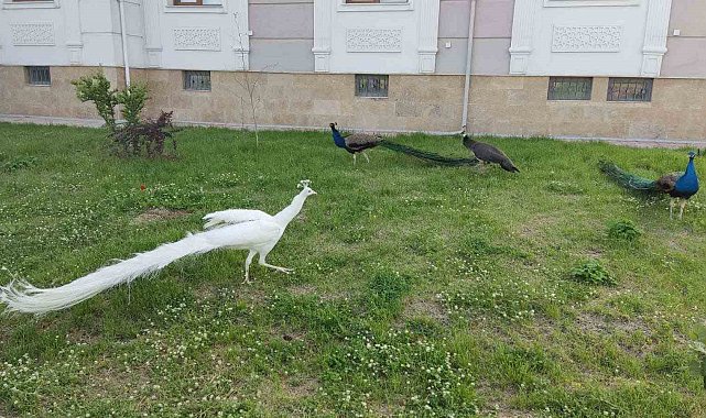 Sınırda 5 tavus kuşu ele geçirildi