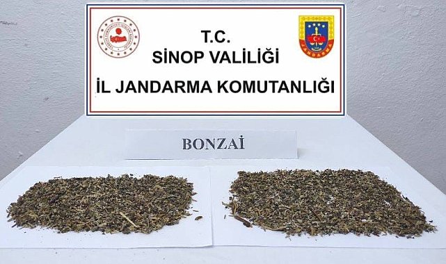 Sinop'ta 10 gram bonzai ele geçirildi