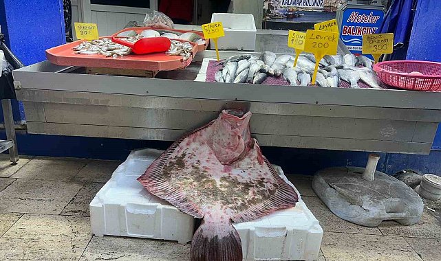 Sinop'ta dev kalkan balığı 11 bin 500 lira