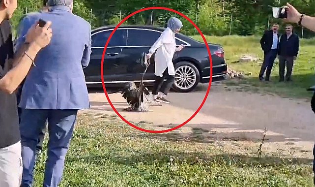 Sinop'ta ilginç olay: Valinin doğaya saldığı kartal kadına saldırdı