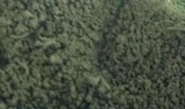 Sinop'ta kuzey şeritli semenderi görüntülendi