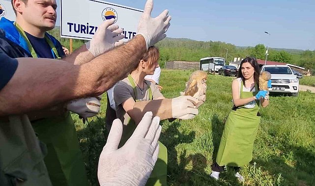 Sinop'ta yaraları tedavi edilen doğaya salındı