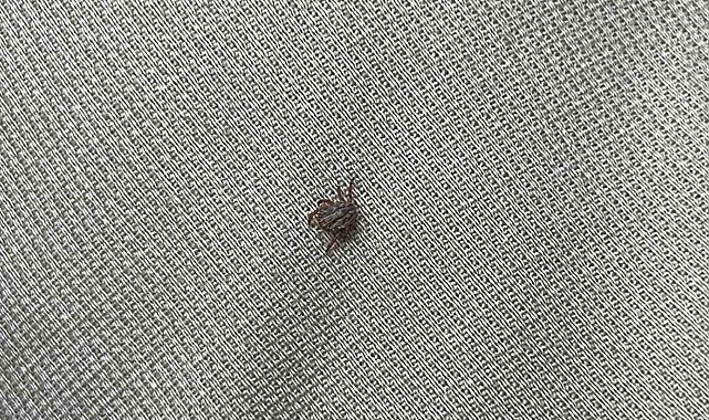 Sivas Valiliği uyardı: "Keneyi hafife almayın"