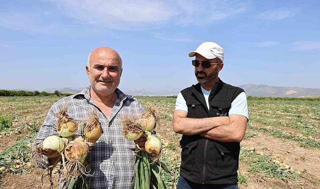 Sofrada göz yaşartan soğan tarlada üreticinin yüzünü güldürdü