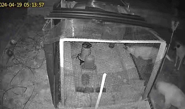 Sokak köpekleri 31 tavuğu telef etti