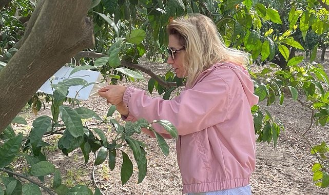 Söke'de Akdeniz meyve sineği tuzak kontrolleri yapıldı