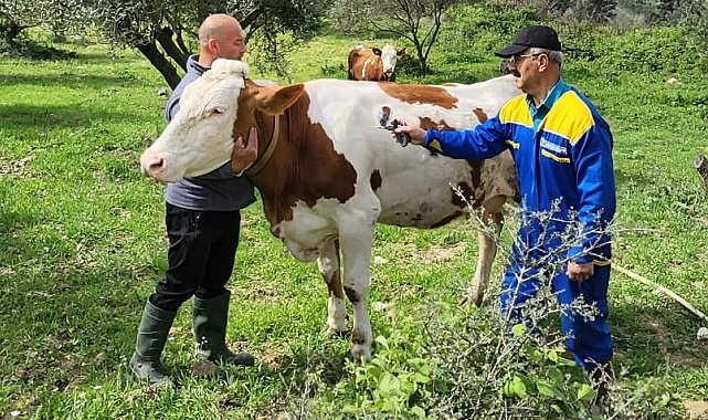 Söke'de büyükbaş hayvanların aşılanması devam ediyor