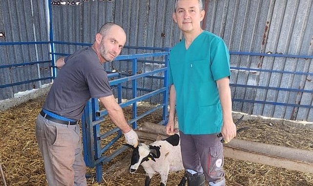 Söke'de kurbanlık koyunlara kulak küpesi uygulaması