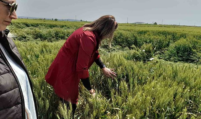 Söke'de tarım arazilerinin röntgeni çekildi