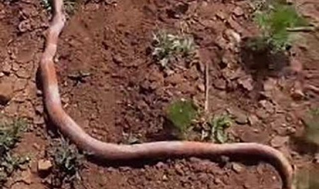 Su kuyusu kazısında 2 metrelik yılan çıktı