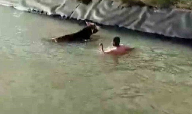 Sulama kanalına düşen ineği kurtarmak için canını hiçe saydı