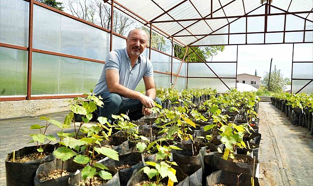 Tarım ilaçsız çekirdeksiz üzümler geliyor
