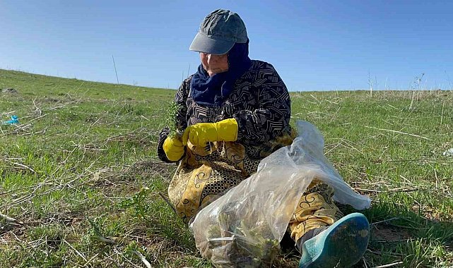 Tatvan&#039;da şifa deposu &#039;kenger otu&#039; mesaisi başladı