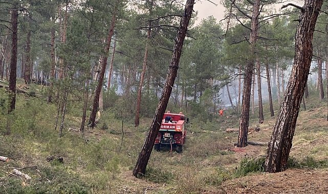 Tavşanlı'da orman yangını