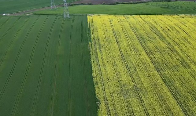 Tekirdağ'da sarı bahar