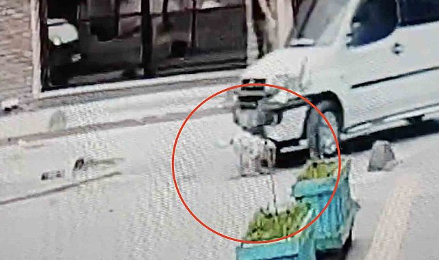 Ters yöne giren ehliyetsiz sürücü 5 aylık köpeği ezip kaçtı: O anlar kamerada