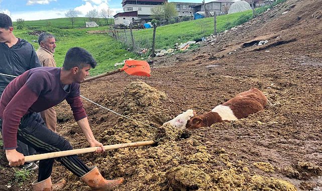 Tezek yığınına batan inek yavrusu saatler sonra kurtarıldı