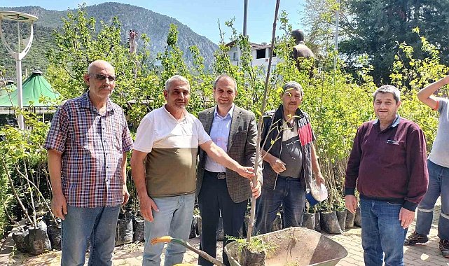 Trabzon hurma fidanı dağıtıldı