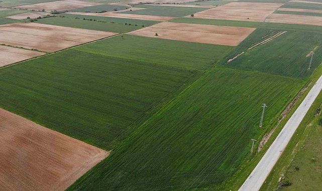 Trakya'da son yağışlar çiftçinin endişelerini ortadan kaldırdı